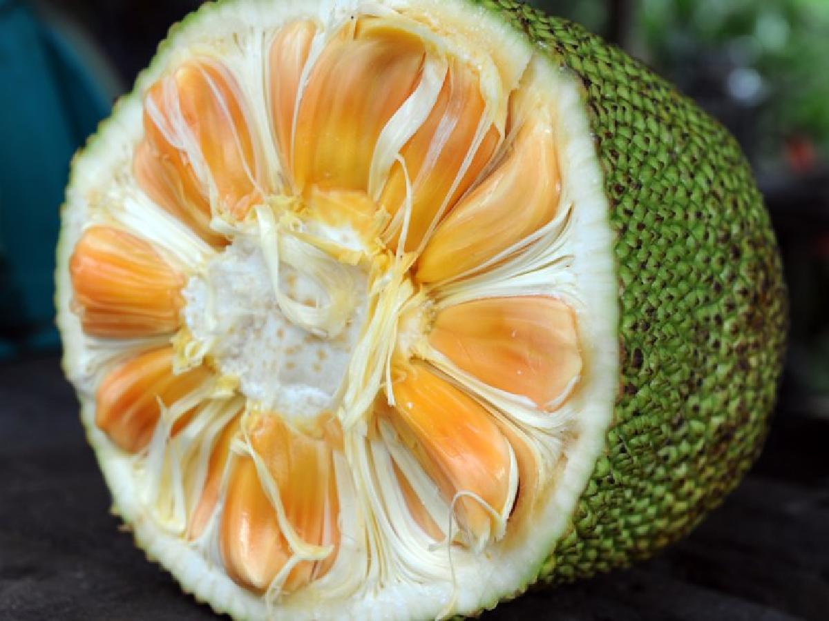 Jackfruit can also assist in diabetes and weight loss 13