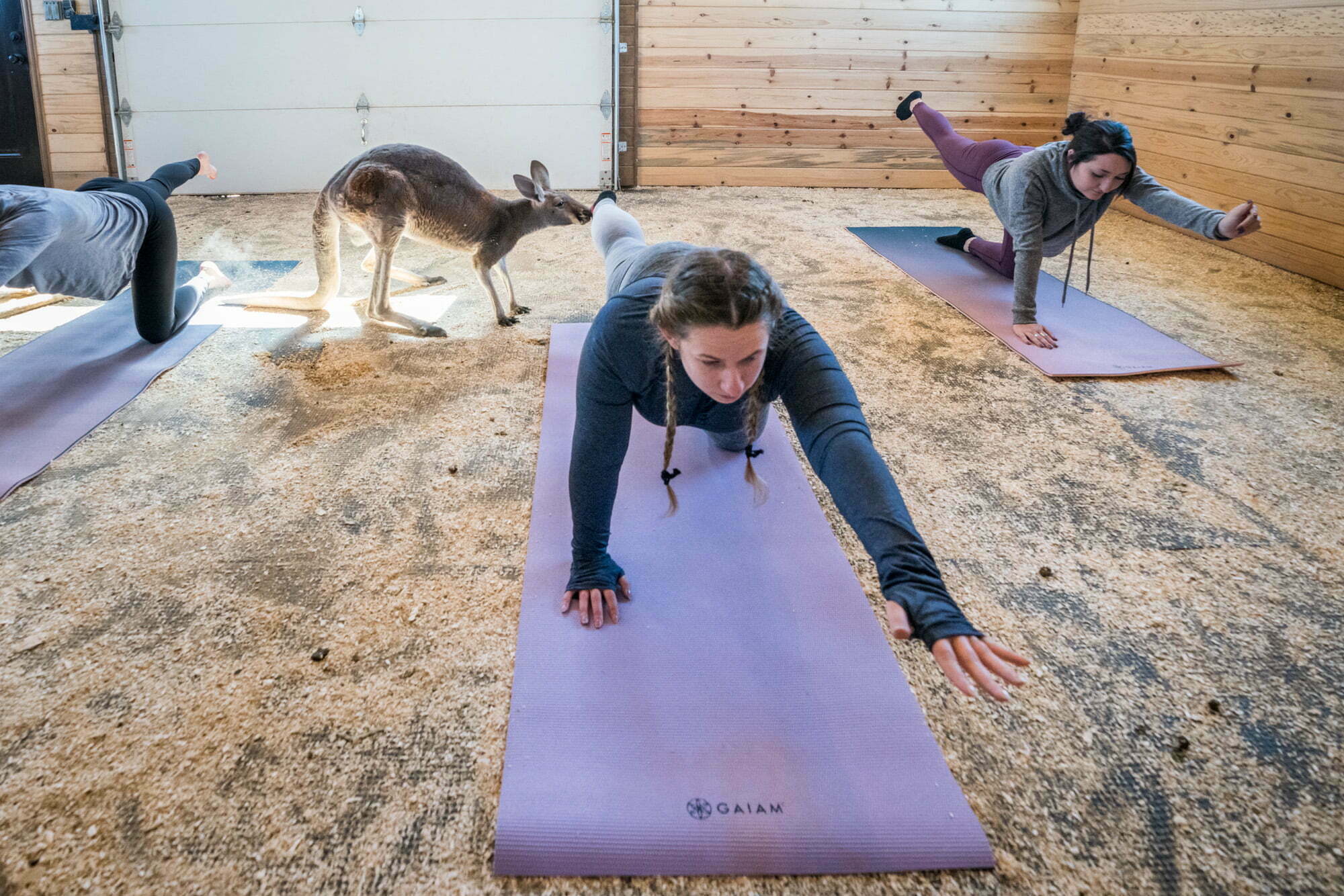 Colorado's Zoo Chateau offers yoga with kangaroos 14