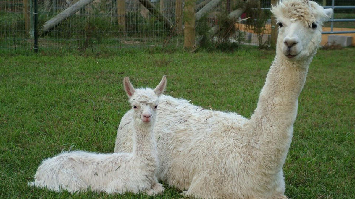 Galway website hosting Ireland’s first-ever Alpaca Yoga 13