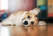7 Tips to Help You Treat Dog Depression 15