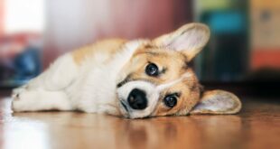 7 Tips to Help You Treat Dog Depression 14