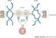 Understanding High Anti-dsDNA Levels 15